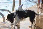 Dog near the pool with a shark fin costume on.
